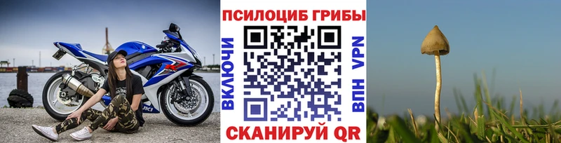 Псилоцибиновые грибы Psilocybe  Нестеровская 